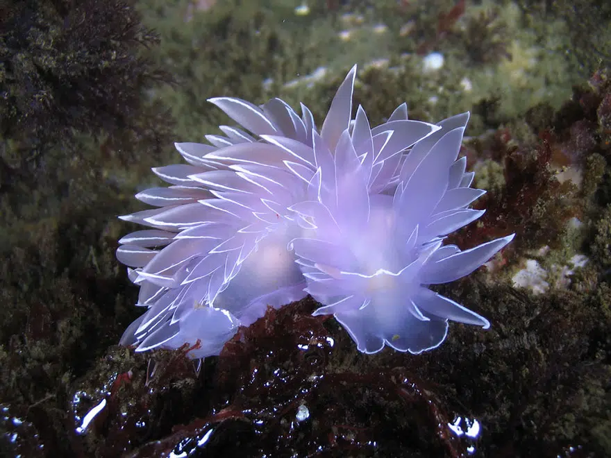 A cover of "Nudibranchs" cluster. The owner is venusandpearl. The cluster consists of 3 elements.