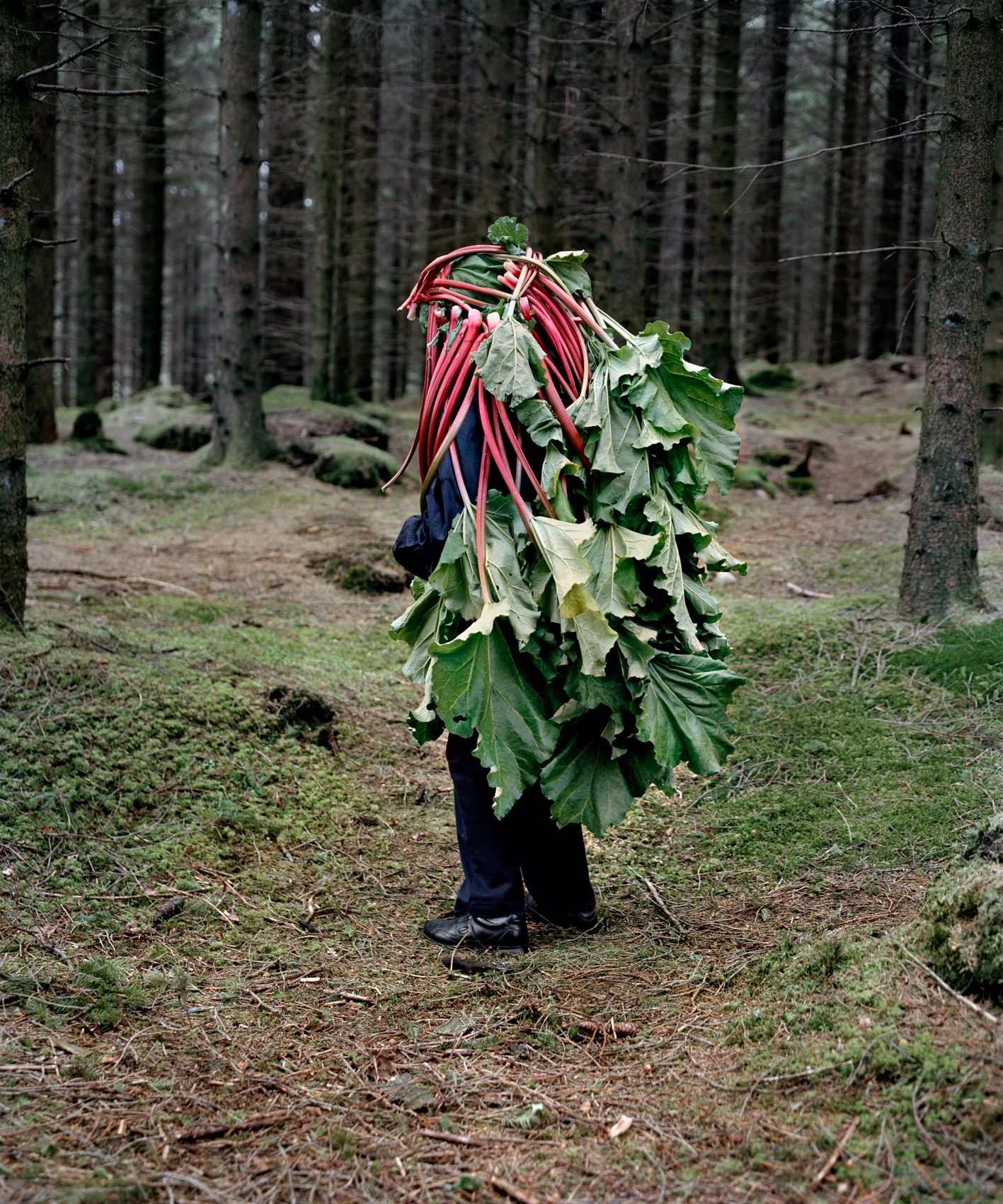 A cover of "veg" cluster. The owner is friendofhans. The cluster consists of 8 elements.