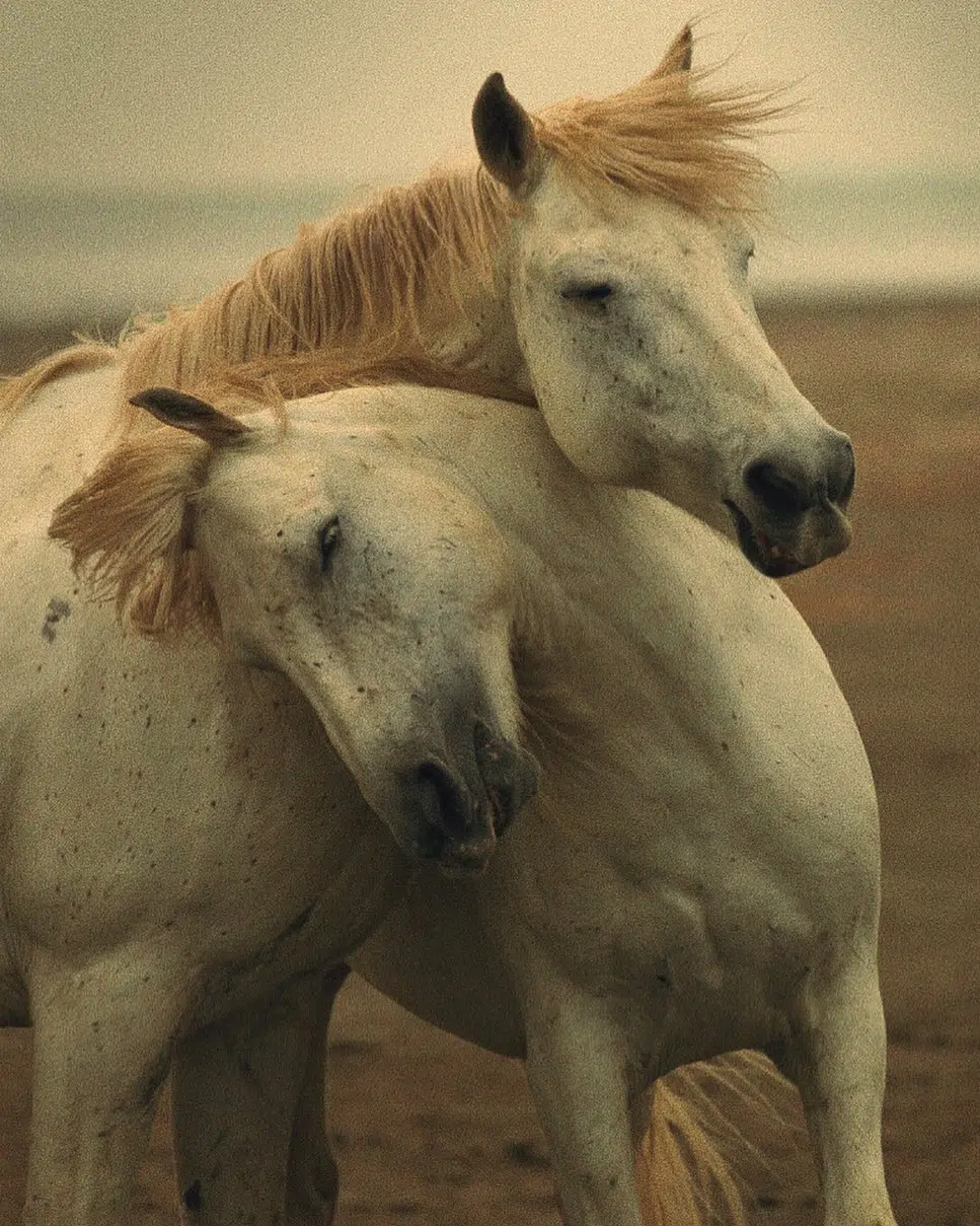 A cover of "HORSES" cluster. The owner is saraelsehrawy. The cluster consists of 15 elements.