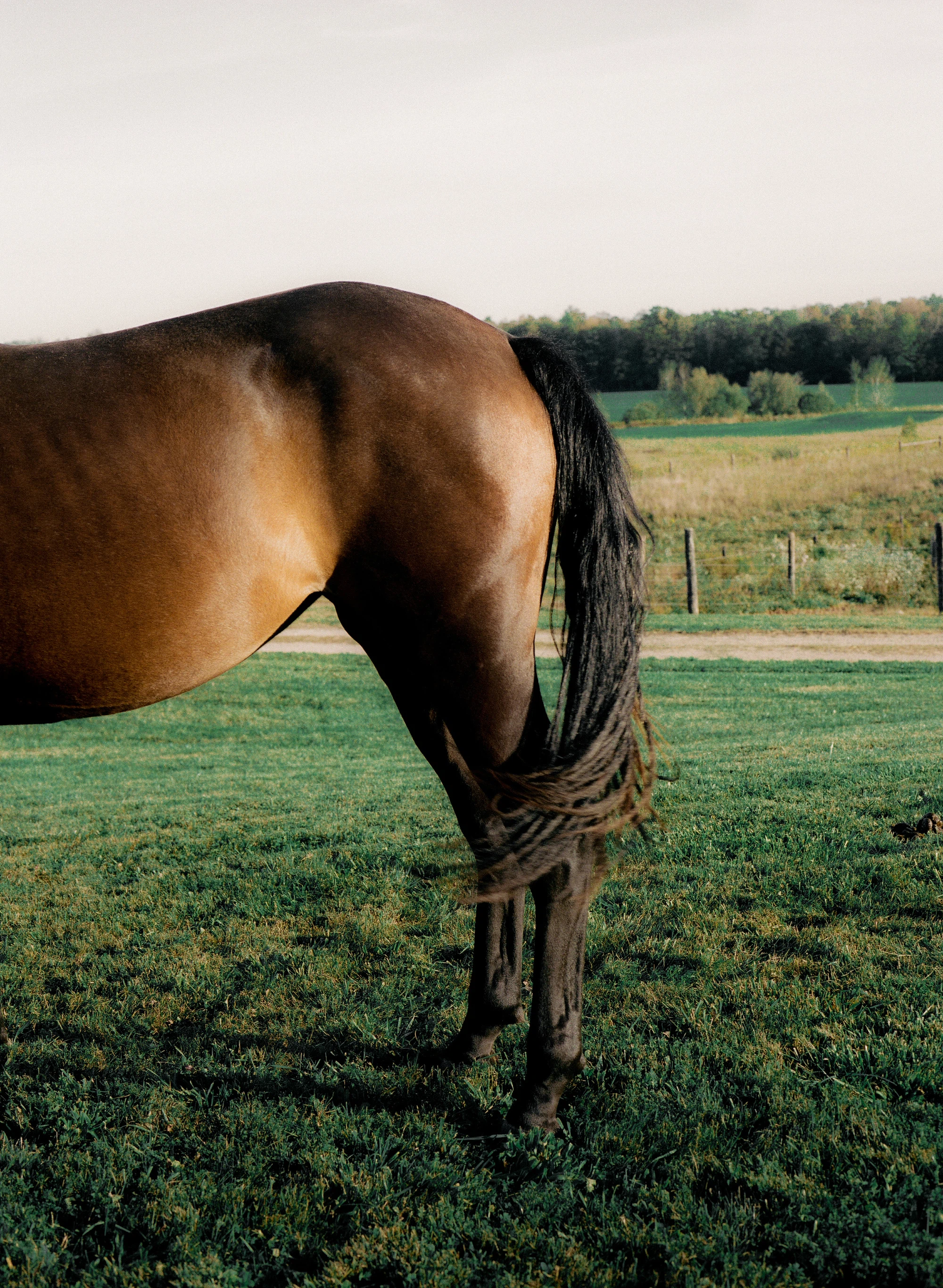 A cover of "Horses" cluster. The owner is lianamcarbone. The cluster description is "horses". The cluster consists of 19 elements.