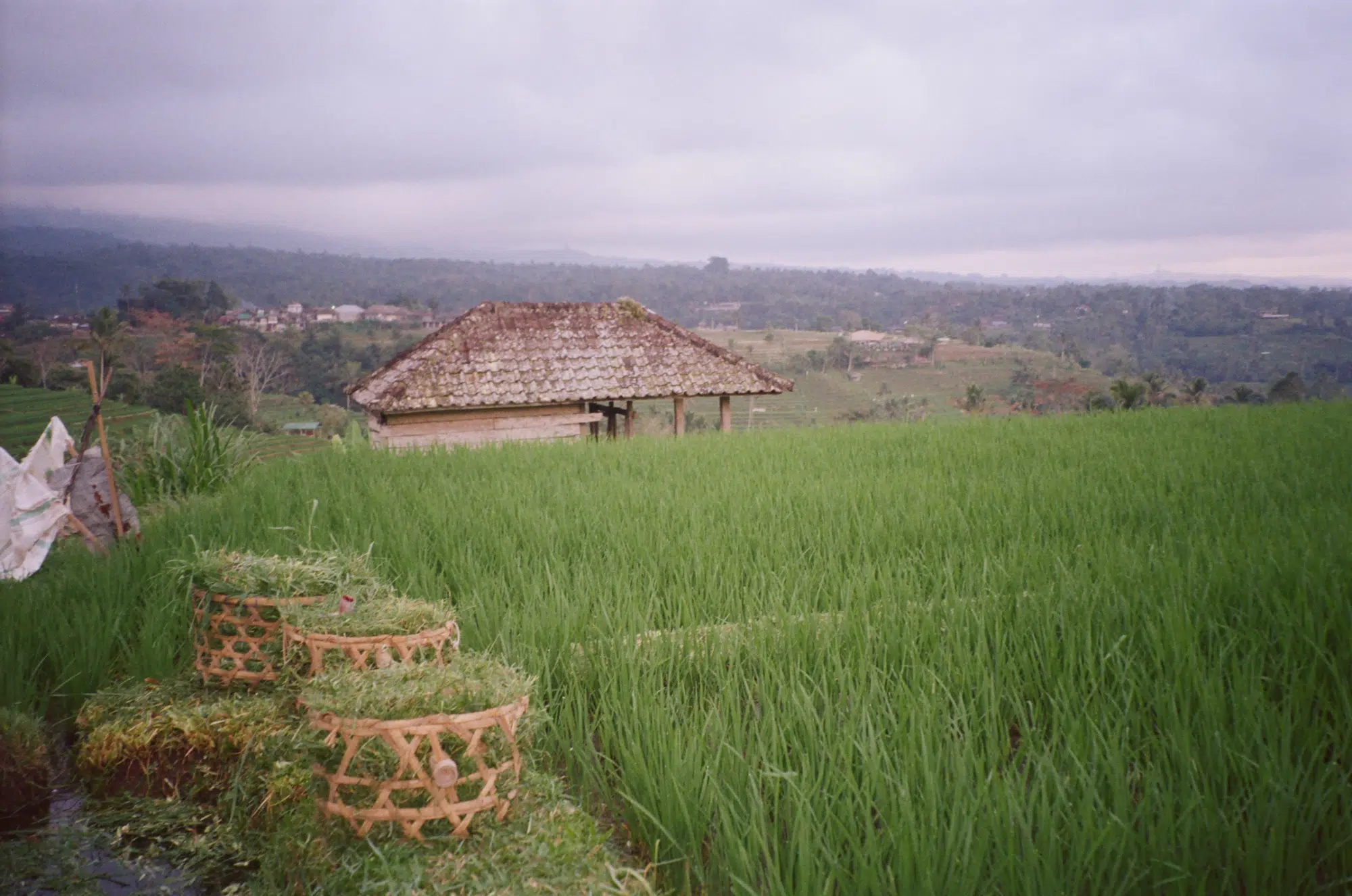 A cover of "Farm" cluster. The owner is duser. The cluster consists of 7 elements.