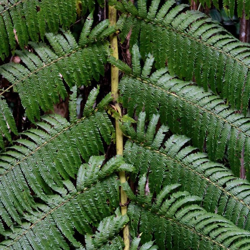 A cover of "Flora" cluster. The owner is slitrobo. The cluster consists of 63 elements.